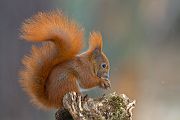 Europaeisches Eichhoernchen - Sciurus vulgaris
