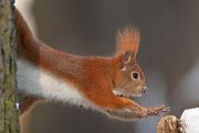 Europaeisches Eichhoernchen - Sciurus vulgaris