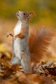 Europaeisches Eichhoernchen - Sciurus vulgaris Baumhoernchen Sachsen 