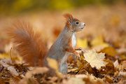 Europaeisches Eichhoernchen - Sciurus vulgaris Baumhoernchen Sachsen 