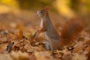 Europaeisches Eichhoernchen - Sciurus vulgaris Baumhoernchen Sachsen 