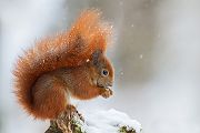 Europaeisches Eichhoernchen - Sciurus vulgaris Baumhoernchen Sachsen 