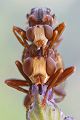 Gemeine Breitstirnblasenkopffliege - Sicus ferrugineus Blasenkopffliege Fliege Zweiflügler Insekten Dickkopffliege