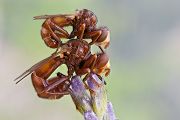 Gemeine Breitstirnblasenkopffliege - Sicus ferrugineus Blasenkopffliege Fliege Zweiflügler Insekten Dickkopffliege