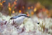 Nordischer Kleiber, Kleiber, Sitta europaea europaea, Singvogel