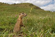 Europaeischer Ziesel - Spermophilus citellus Schlichtziesel Ziesel Raná oestliche Population Erdhoernchen Hoernchen Hoernchenverwandte 