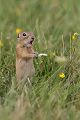 Europaeischer Ziesel - Spermophilus citellus Schlichtziesel Ziesel Raná oestliche Population Erdhoernchen Hoernchen Hoernchenverwandte 