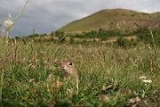 Europaeischer Ziesel - Spermophilus citellus Schlichtziesel Ziesel Raná oestliche Population Erdhoernchen Hoernchen Hoernchenverwandte 