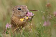 Europaeischer Ziesel - Spermophilus citellus Schlichtziesel Ziesel Raná oestliche Population Erdhoernchen Hoernchen Hoernchenverwandte 