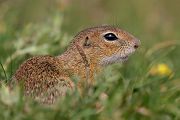 Europaeischer Ziesel - Spermophilus citellus Schlichtziesel Ziesel Raná oestliche Population Erdhoernchen Hoernchen Hoernchenverwandte 