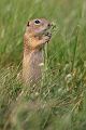 Europaeischer Ziesel - Spermophilus citellus Schlichtziesel Ziesel Raná oestliche Population Erdhoernchen Hoernchen Hoernchenverwandte 
