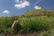 Europaeischer Ziesel - Spermophilus citellus Schlichtziesel Ziesel Raná oestliche Population Erdhoernchen Hoernchen Hoernchenverwandte 