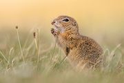 Europaeischer Ziesel - Spermophilus citellus Schlichtziesel Ziesel Raná oestliche Population Erdhoernchen Hoernchen Hoernchenverwandte 