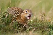 Europaeischer Ziesel - Spermophilus citellus Schlichtziesel Ziesel Raná oestliche Population Erdhoernchen Hoernchen Hoernchenverwandte 