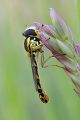 Gemeine Stiftschwebfliege - Sphaerophoria scripta