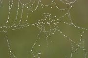 Spinnennetz 