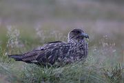 Große Raubmoewe - Stercorarius skua, Regenpfeiferartige, Raubmoewe, Skua, Runde, Norwegen, Stercorariidae