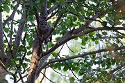 Waldkauz - Strix aluco Kaeuze Kauz Eulen Sachsen Waldkauz in Sachsen Voegel 