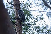 Waldkauz - Strix aluco Kaeuze Kauz Eulen Sachsen Waldkauz in Sachsen Voegel 