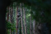 Waldkauz - Strix aluco Kaeuze Kauz Eulen Sachsen Waldkauz in Sachsen Voegel 