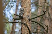 Waldkauz - Strix aluco Kaeuze Kauz Eulen Sachsen Waldkauz in Sachsen Voegel 