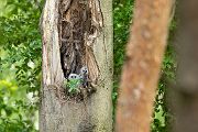 Waldkauz - Strix aluco Kaeuze Kauz Eulen Sachsen Waldkauz in Sachsen Voegel 