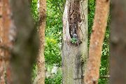 Waldkauz - Strix aluco Kaeuze Kauz Eulen Sachsen Waldkauz in Sachsen Voegel 