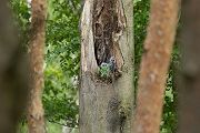 Waldkauz - Strix aluco Kaeuze Kauz Eulen Sachsen Waldkauz in Sachsen Voegel 