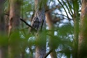 Waldkauz - Strix aluco Kaeuze Kauz Eulen Sachsen Waldkauz in Sachsen Voegel 