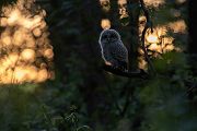 Waldkauz - Strix aluco Kaeuze Kauz Eulen Sachsen Waldkauz in Sachsen Voegel 