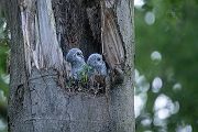 Waldkauz - Strix aluco Kaeuze Kauz Eulen Sachsen Waldkauz in Sachsen Voegel 