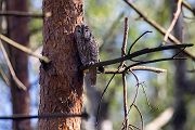 Waldkauz - Strix aluco Kaeuze Kauz Eulen Sachsen Waldkauz in Sachsen Voegel 