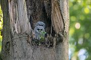 Waldkauz - Strix aluco Kaeuze Kauz Eulen Sachsen Waldkauz in Sachsen Voegel 