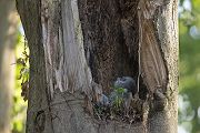 Waldkauz - Strix aluco Kaeuze Kauz Eulen Sachsen Waldkauz in Sachsen Voegel 