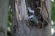 Waldkauz - Strix aluco Kaeuze Kauz Eulen Sachsen Waldkauz in Sachsen Voegel 