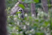 Waldkauz - Strix aluco Kaeuze Kauz Eulen Sachsen Waldkauz in Sachsen Voegel 