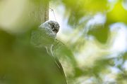Waldkauz - Strix aluco Kaeuze Kauz Eulen Sachsen Waldkauz in Sachsen Voegel 