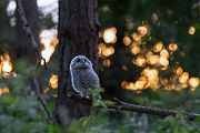 Waldkauz - Strix aluco Kaeuze Kauz Eulen Sachsen Waldkauz in Sachsen Voegel 
