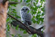Waldkauz - Strix aluco Kaeuze Kauz Eulen Sachsen Waldkauz in Sachsen Voegel 