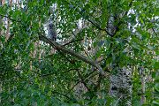 Waldkauz - Strix aluco Kaeuze Kauz Eulen Sachsen Waldkauz in Sachsen Voegel 