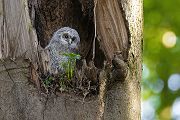 Waldkauz - Strix aluco Kaeuze Kauz Eulen Sachsen Waldkauz in Sachsen Voegel 