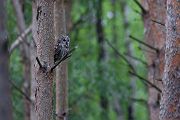 Waldkauz - Strix aluco Kaeuze Kauz Eulen Sachsen Waldkauz in Sachsen Voegel 