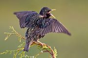 Star - Sturnus vulgaris Voegel Sachsen Grimma Muldental Singvoegel