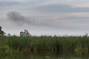 Stare am Abendhimmel - Sturnus vulgaris, Starenformation, Sammlung der Stare, Star, Schwarm, Starenschwarm, Sachsen, Voegel, Vogel, Singvogel, Singvoegel