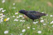 Stare am Abendhimmel - Sturnus vulgaris, Starenformation, Sammlung der Stare, Star, Schwarm, Starenschwarm, Sachsen, Voegel, Vogel, Singvogel, Singvoegel