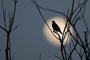 Stare am Abendhimmel - Sturnus vulgaris, Starenformation, Sammlung der Stare, Star, Schwarm, Starenschwarm, Sachsen, Voegel, Vogel, Singvogel, Singvoegel