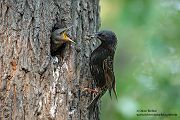 Stare am Abendhimmel - Sturnus vulgaris, Starenformation, Sammlung der Stare, Star, Schwarm, Starenschwarm, Sachsen, Voegel, Vogel, Singvogel, Singvoegel