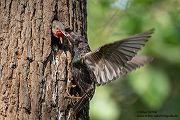 Stare am Abendhimmel - Sturnus vulgaris, Starenformation, Sammlung der Stare, Star, Schwarm, Starenschwarm, Sachsen, Voegel, Vogel, Singvogel, Singvoegel
