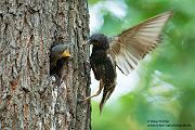 Stare am Abendhimmel - Sturnus vulgaris, Starenformation, Sammlung der Stare, Star, Schwarm, Starenschwarm, Sachsen, Voegel, Vogel, Singvogel, Singvoegel