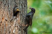 Stare am Abendhimmel - Sturnus vulgaris, Starenformation, Sammlung der Stare, Star, Schwarm, Starenschwarm, Sachsen, Voegel, Vogel, Singvogel, Singvoegel